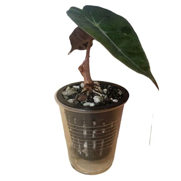 Alocasia Amazonica 'Polly' Elephant Ear Plant - Picture 4 of 12